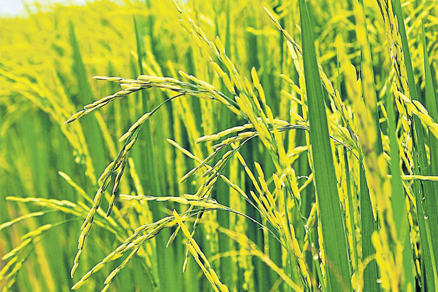 Thái Lan phát triển giống lúa mới chịu được ngập úng - Ảnh 1.