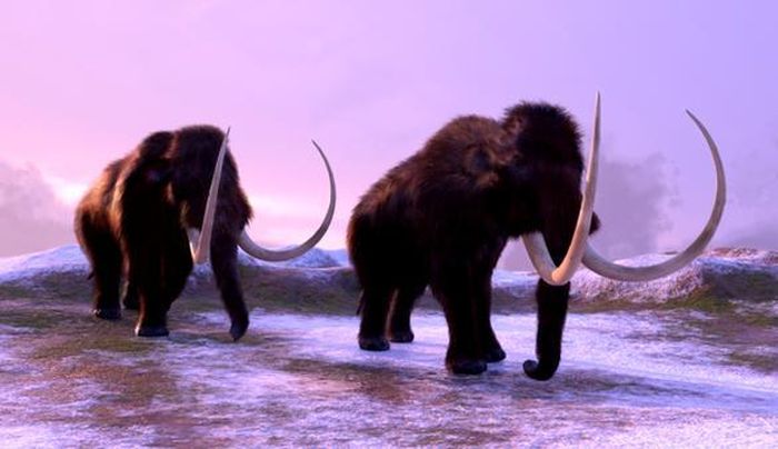 Thực hư nguyên nhân đẩy voi ma mút và voi răng mấu đến bờ vực tuyệt chủng