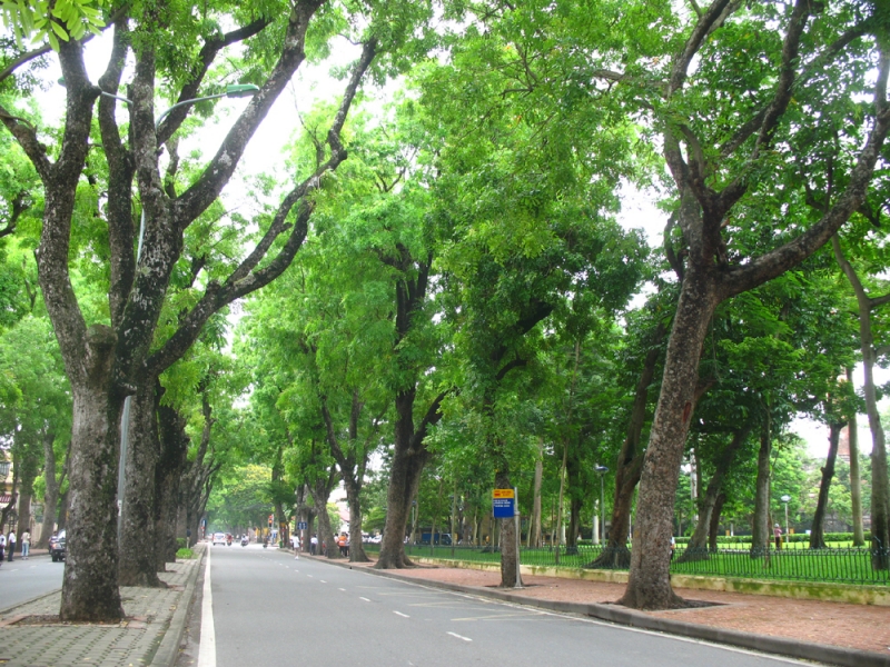Hãy chiêm ngưỡng hình ảnh đầy sức sống của các cây xanh trải dài khắp đường phố. Bạn sẽ cảm nhận được tình yêu và sự quan tâm của thành phố đối với môi trường tự nhiên.