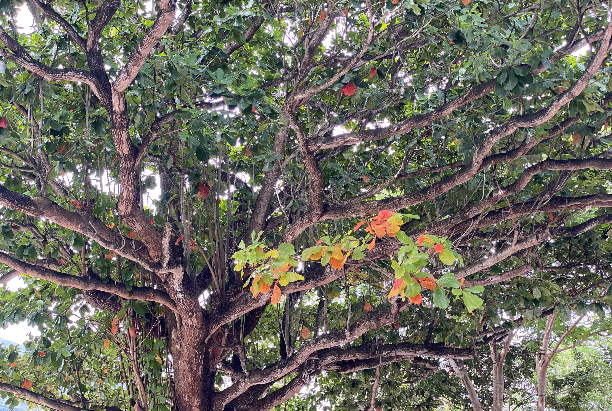 Những cây bàng phủ bóng thời gian ở Côn Đảo - Ảnh 13.