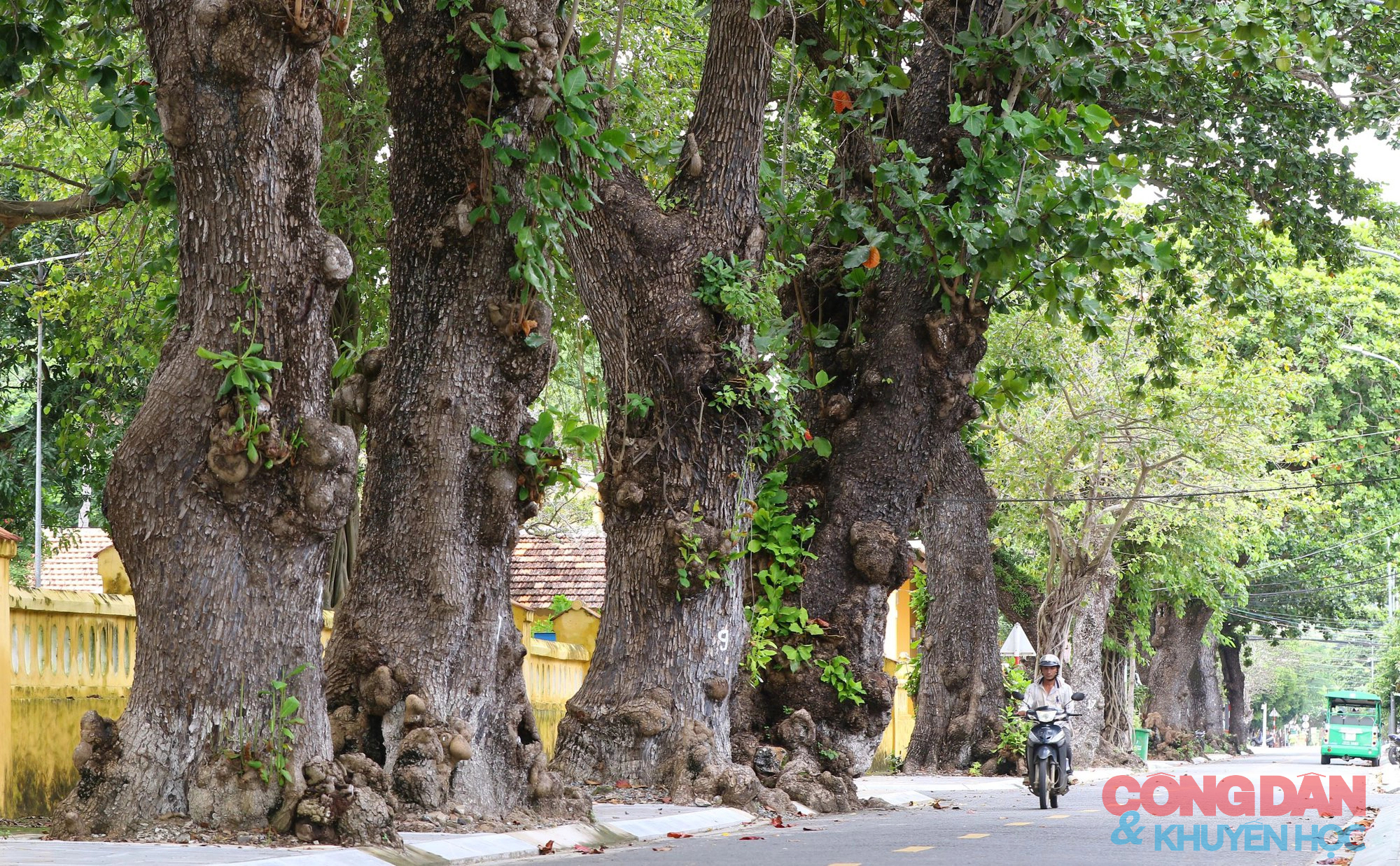 Những cây bàng phủ bóng thời gian ở Côn Đảo - Ảnh 10.