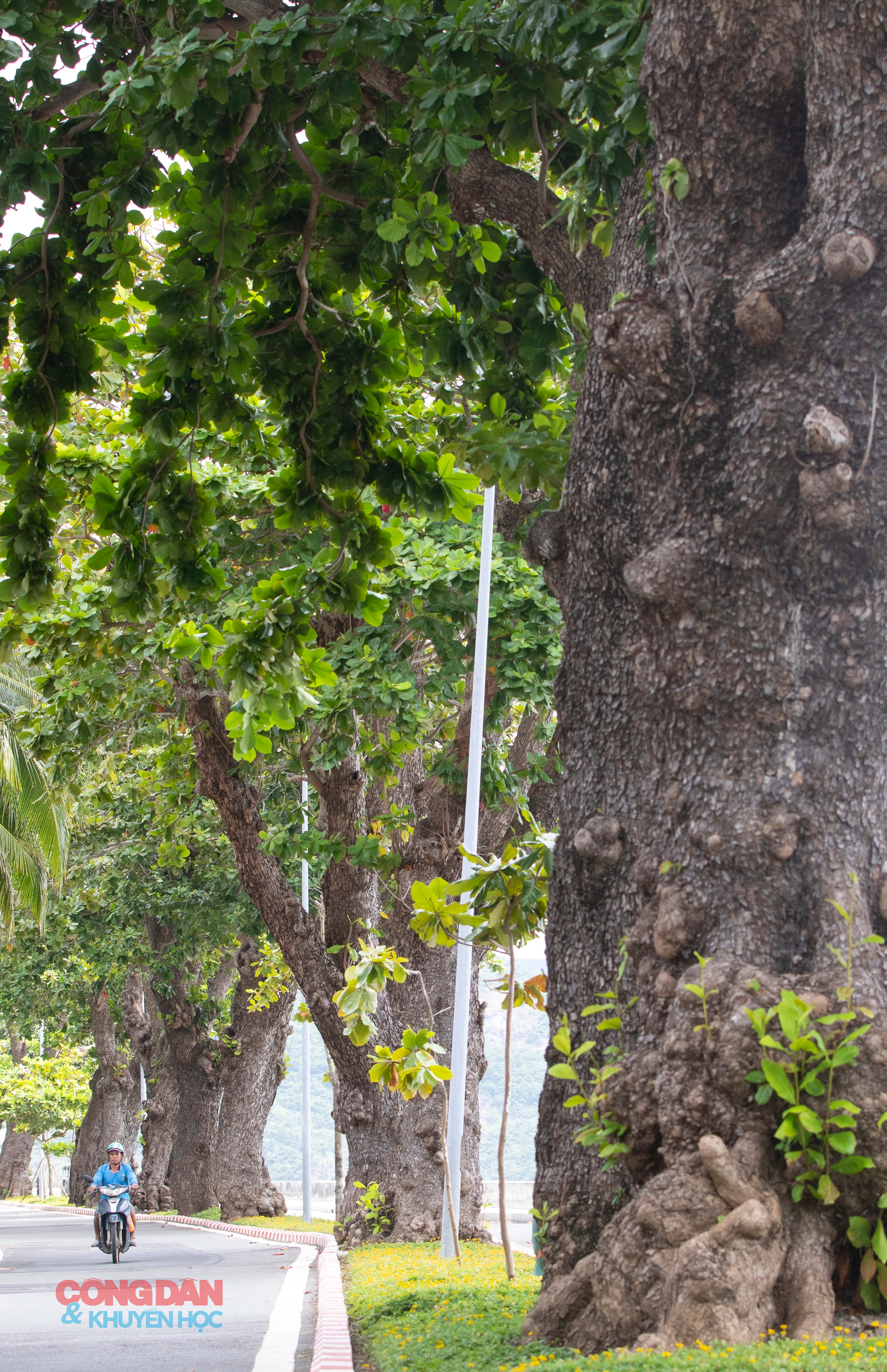 Những cây bàng phủ bóng thời gian ở Côn Đảo - Ảnh 12.