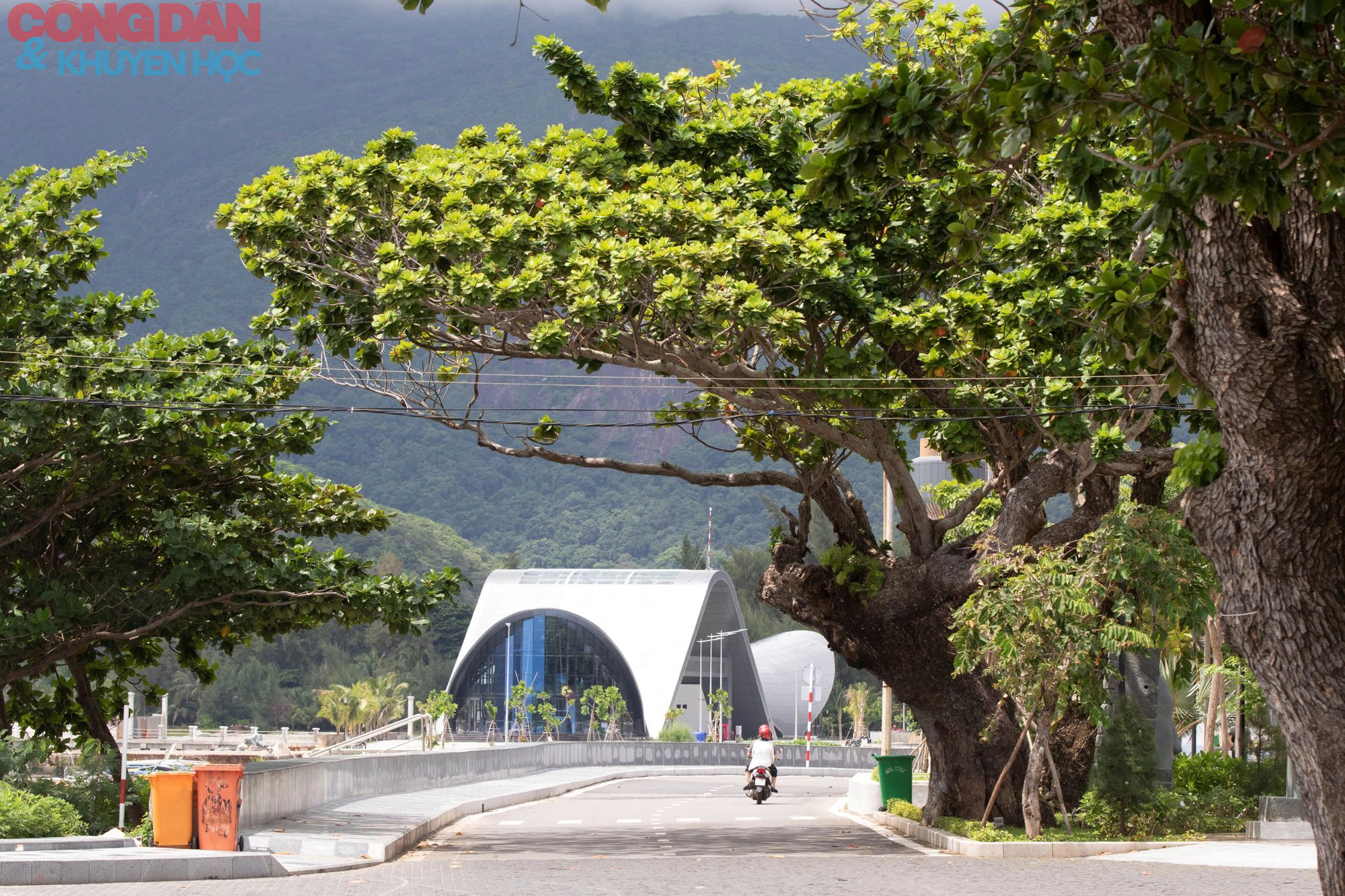 Những cây bàng phủ bóng thời gian ở Côn Đảo - Ảnh 19.