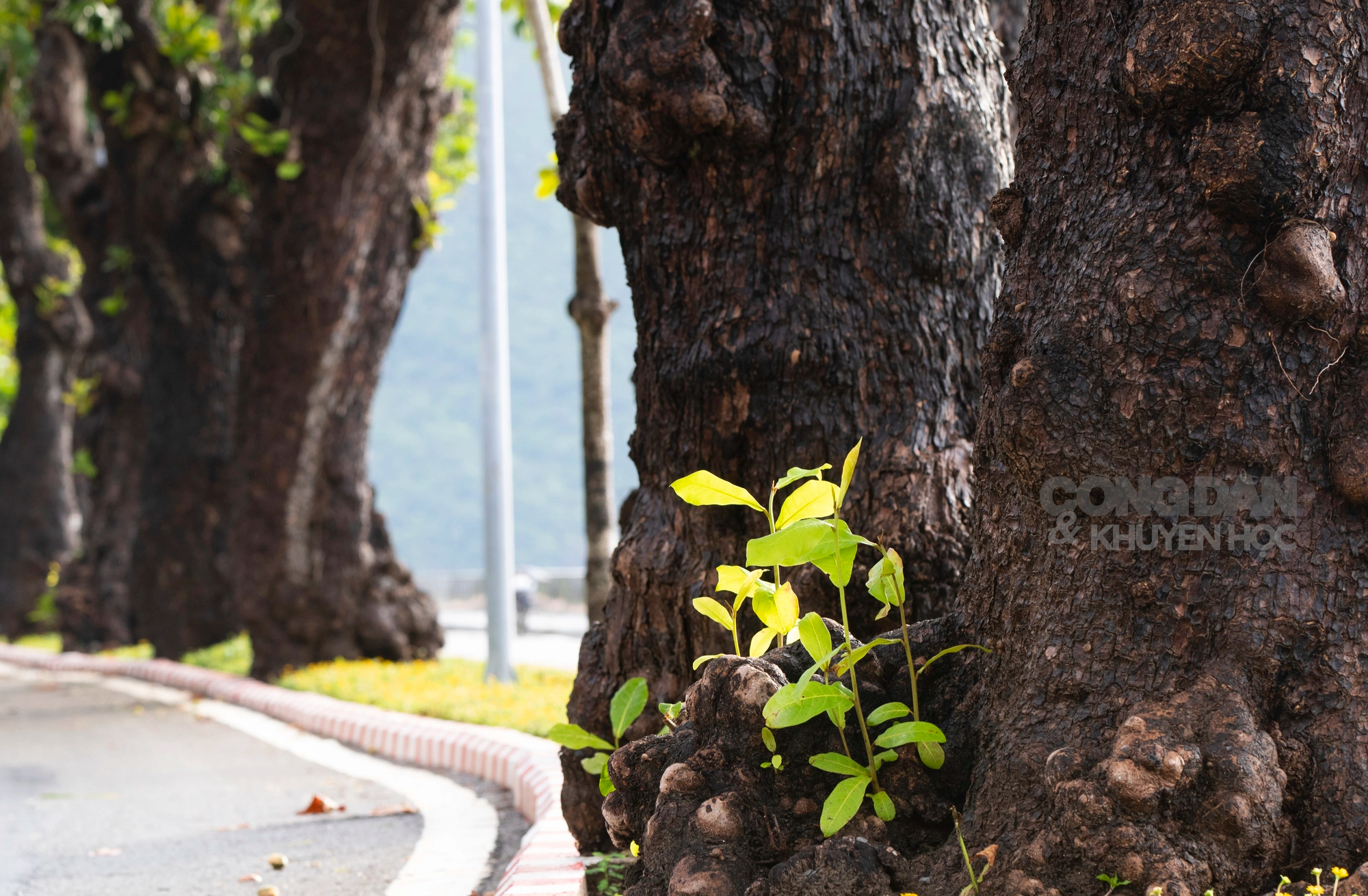 Những cây bàng phủ bóng thời gian ở Côn Đảo - Ảnh 2.