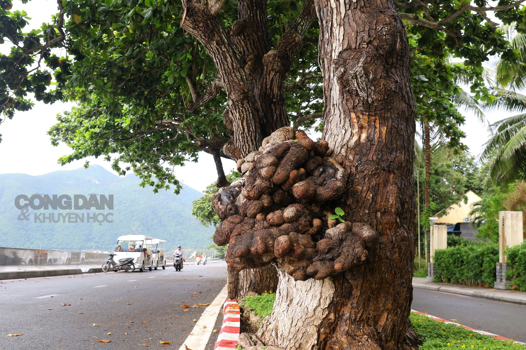 Những cây bàng phủ bóng thời gian ở Côn Đảo - Ảnh 4.