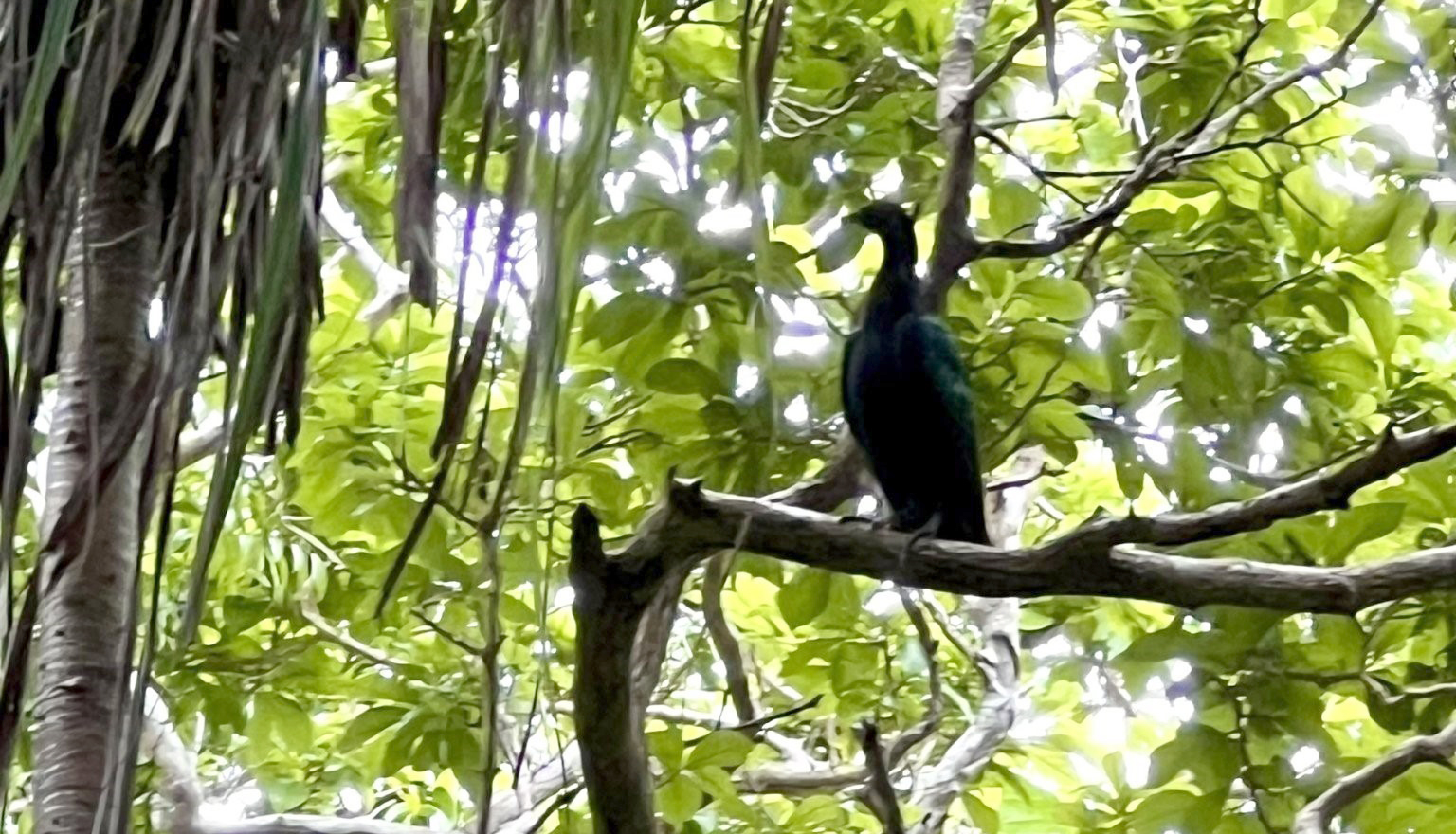 Bồ câu Nicoba xuất hiện tại Vườn Quốc gia Côn Đảo - Ảnh 3.