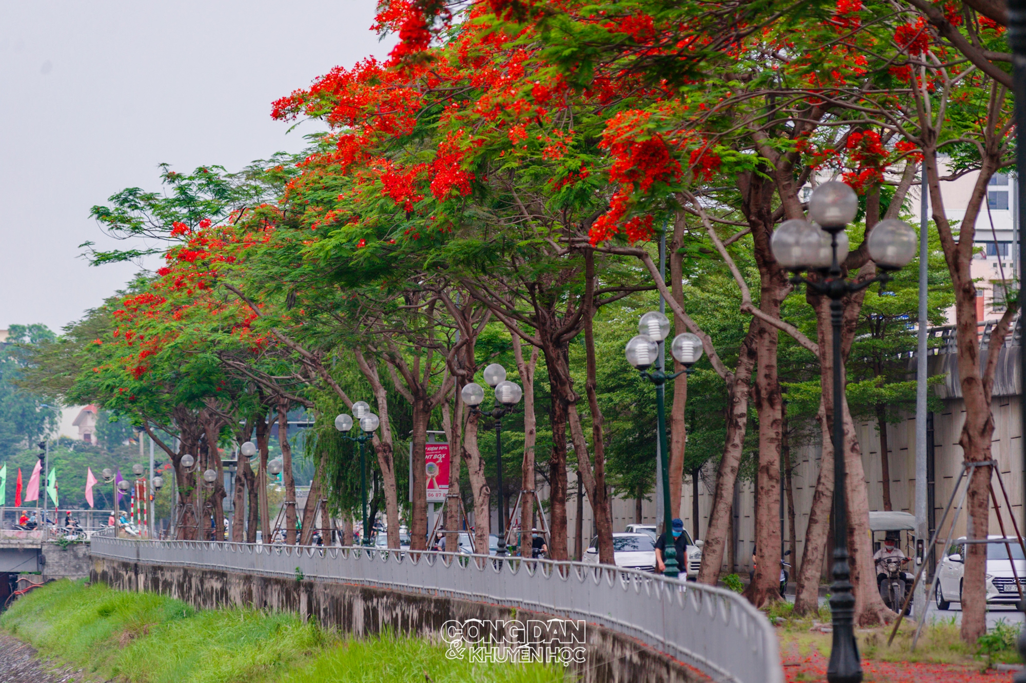 Sông Tô Lịch rực đỏ vào mùa hoa Phượng vĩ - Ảnh 2.