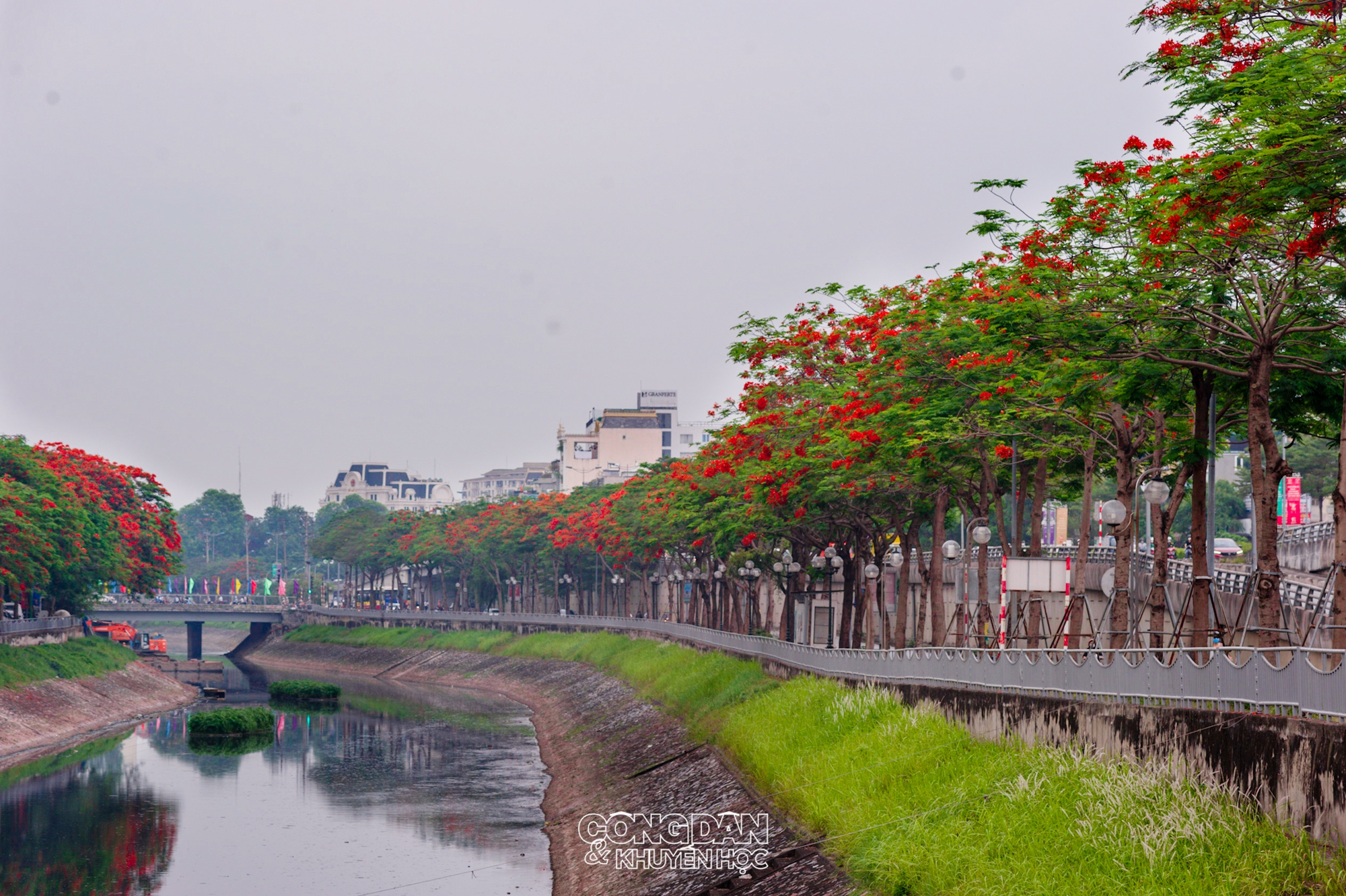 Sông Tô Lịch rực đỏ vào mùa hoa Phượng vĩ - Ảnh 1.