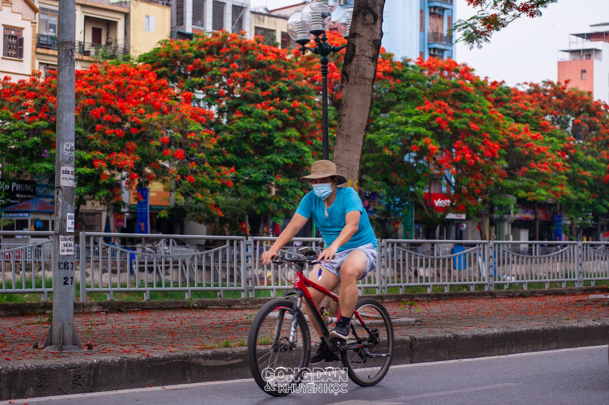 Hoa Phượng vĩ rực đỏ bên bờ Sông Tô Lịch - Ảnh 7.