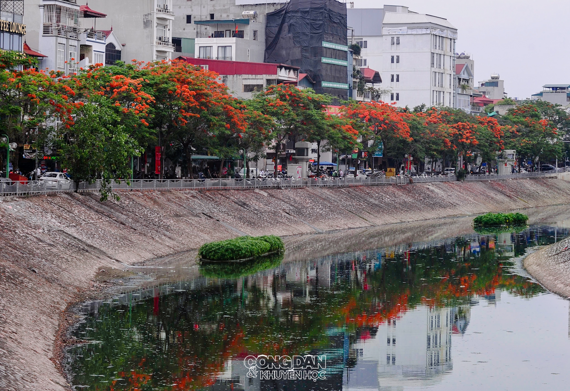 Hoa Phượng vĩ rực đỏ bên bờ Sông Tô Lịch - Ảnh 4.