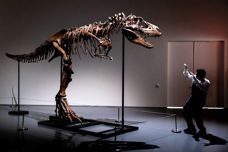 Mỹ: Sắp bán đấu giá bộ xương hóa thạch của khủng long Gorgosaurus - Ảnh 1.