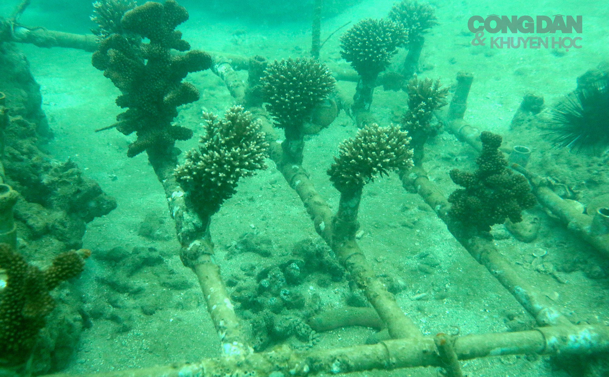 Ngắm san hô tuyệt đẹp ở Cù Lao Chàm và chuyện &quot;trồng rừng dưới biển&quot; - Ảnh 12.