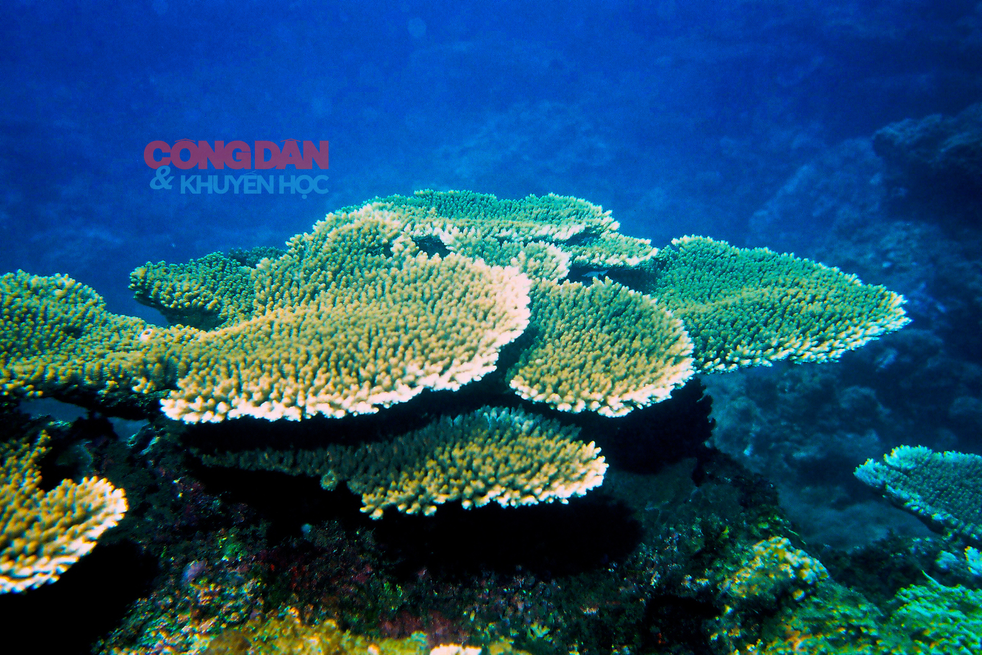 Ngắm san hô tuyệt đẹp ở Cù Lao Chàm và chuyện &quot;trồng rừng dưới biển&quot; - Ảnh 1.