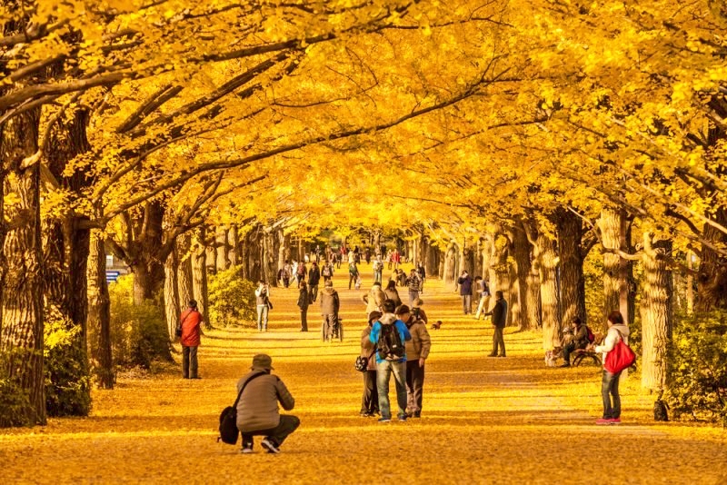 Cơ hội “săn” lá đỏ mùa Thu Nhật Bản trong tầm tay du khách quốc tế - Ảnh 5.