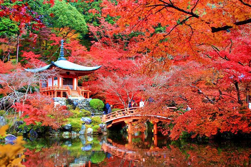 Cơ hội “săn” lá đỏ mùa Thu Nhật Bản trong tầm tay du khách quốc tế - Ảnh 1.