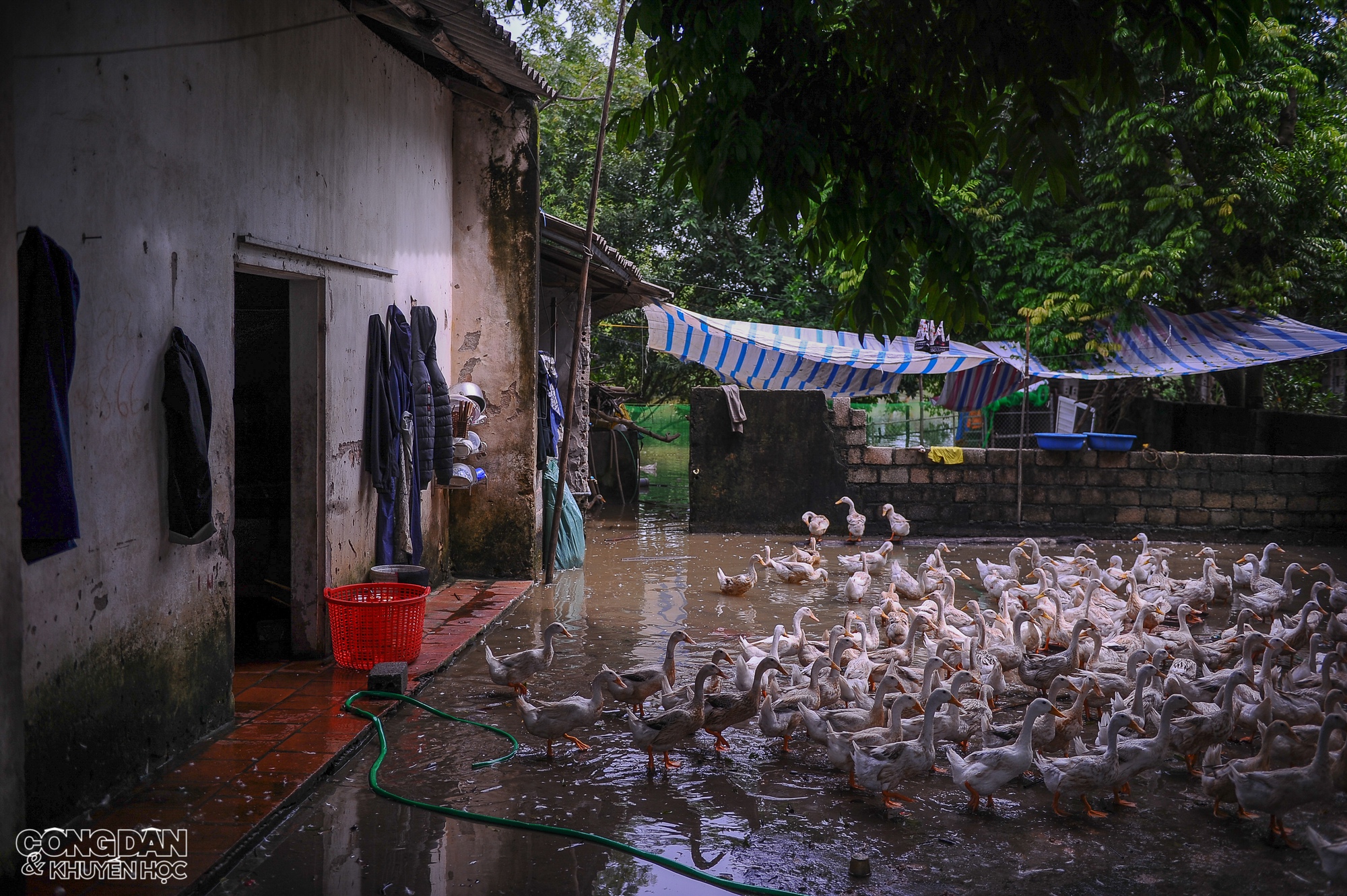 Hà Nội: Nhiều nơi ở huyện Chương Mỹ vẫn ngập nước, người dân chịu nhiều thiệt hại do lũ - Ảnh 6.
