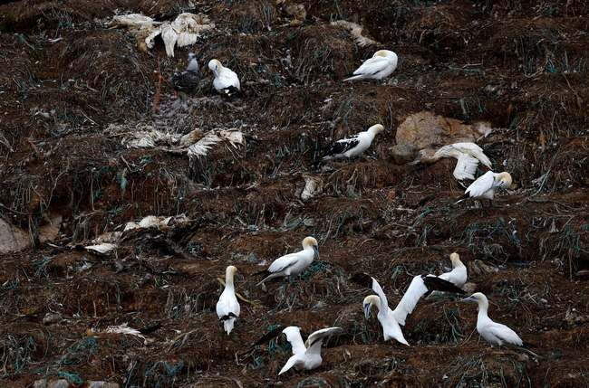 Số chim ven biển nhiễm cúm gia cầm tăng cao tại Pháp - Ảnh 1.
