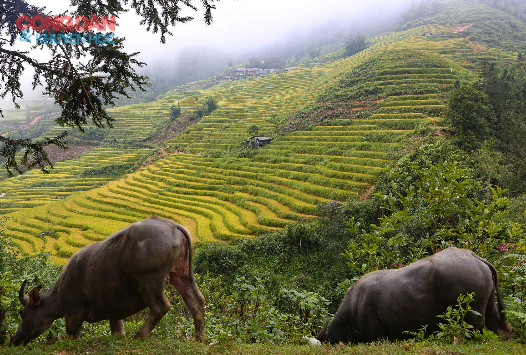 Sa Pa - mùa lúa chín - Ảnh 10.