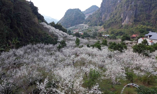 Sắc trắng tinh khôi của hoa mận thu hút du khách đến  Sơn La - Ảnh 5.