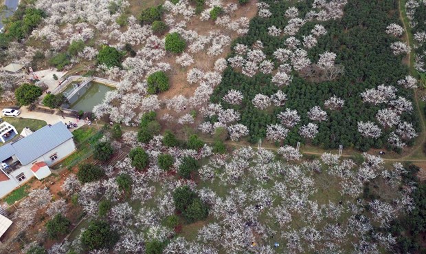 Sắc trắng tinh khôi của hoa mận thu hút du khách đến  Sơn La - Ảnh 3.