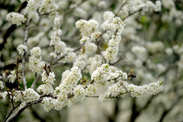 Sắc trắng tinh khôi của hoa mận thu hút du khách đến  Sơn La - Ảnh 2.