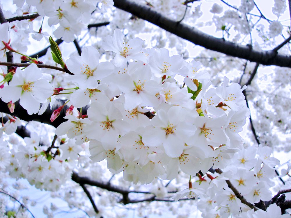 Chiêm ngưỡng loài hoa tượng trưng cho tinh thần các chiến binh samurai - Ảnh 16.