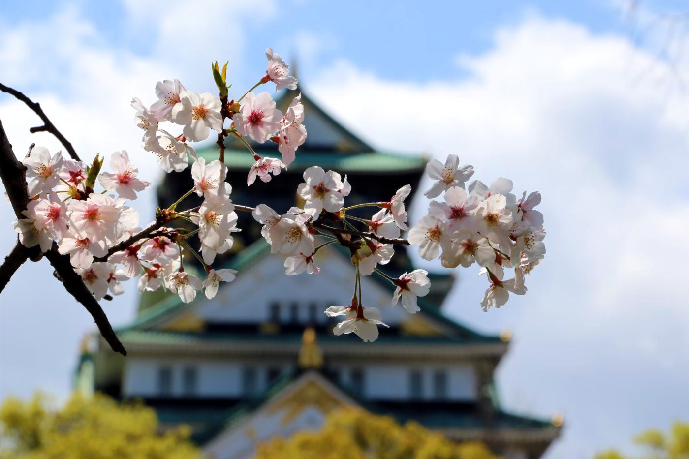 Đến Osaka - ngắm hoa anh đào bừng nở tại thành phố sôi động bậc nhất Nhật Bản - Ảnh 2.
