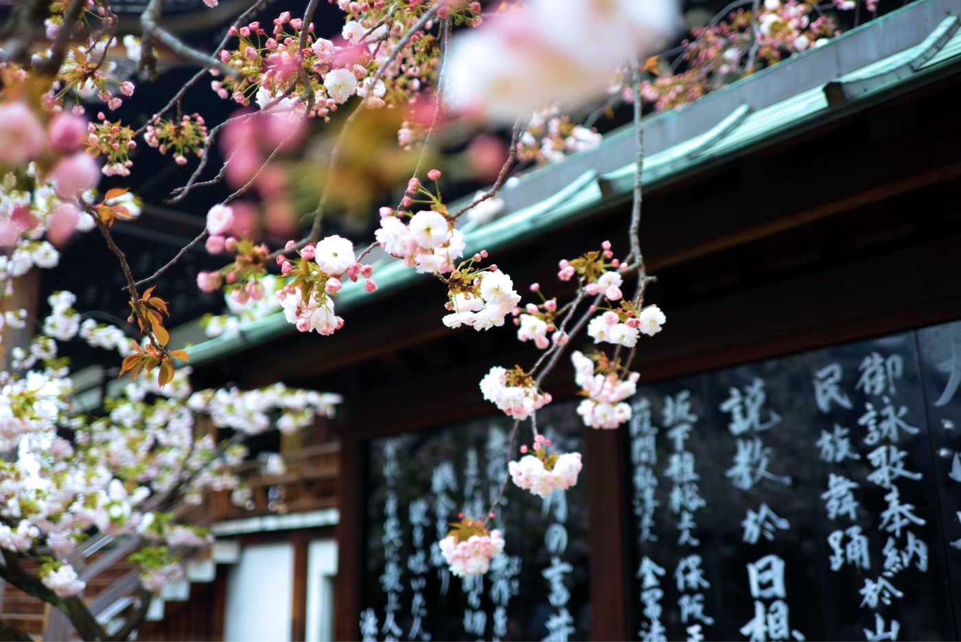 Đến Osaka - ngắm hoa anh đào bừng nở tại thành phố sôi động bậc nhất Nhật Bản - Ảnh 9.