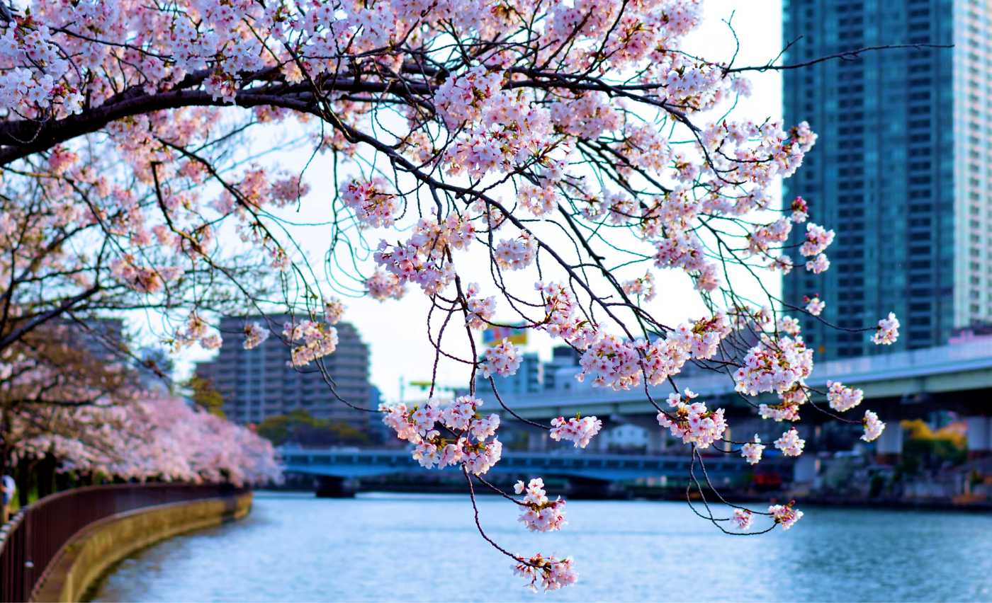 Đến Osaka - ngắm hoa anh đào bừng nở tại thành phố sôi động bậc nhất Nhật Bản - Ảnh 11.
