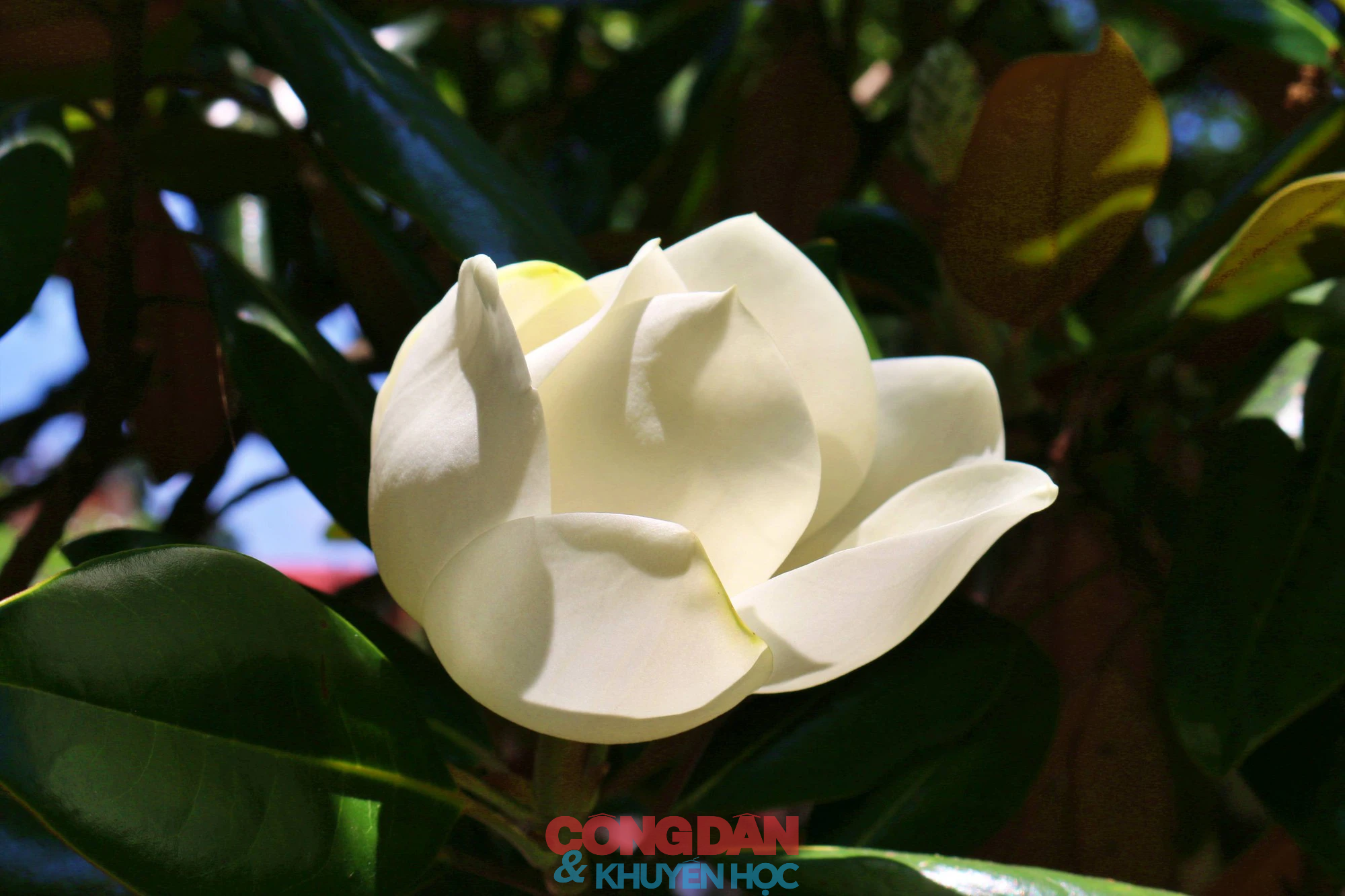 Chiêm ngưỡng sắc trắng tinh khiết hoa sen đất chùa Bối Khê  - Ảnh 1.