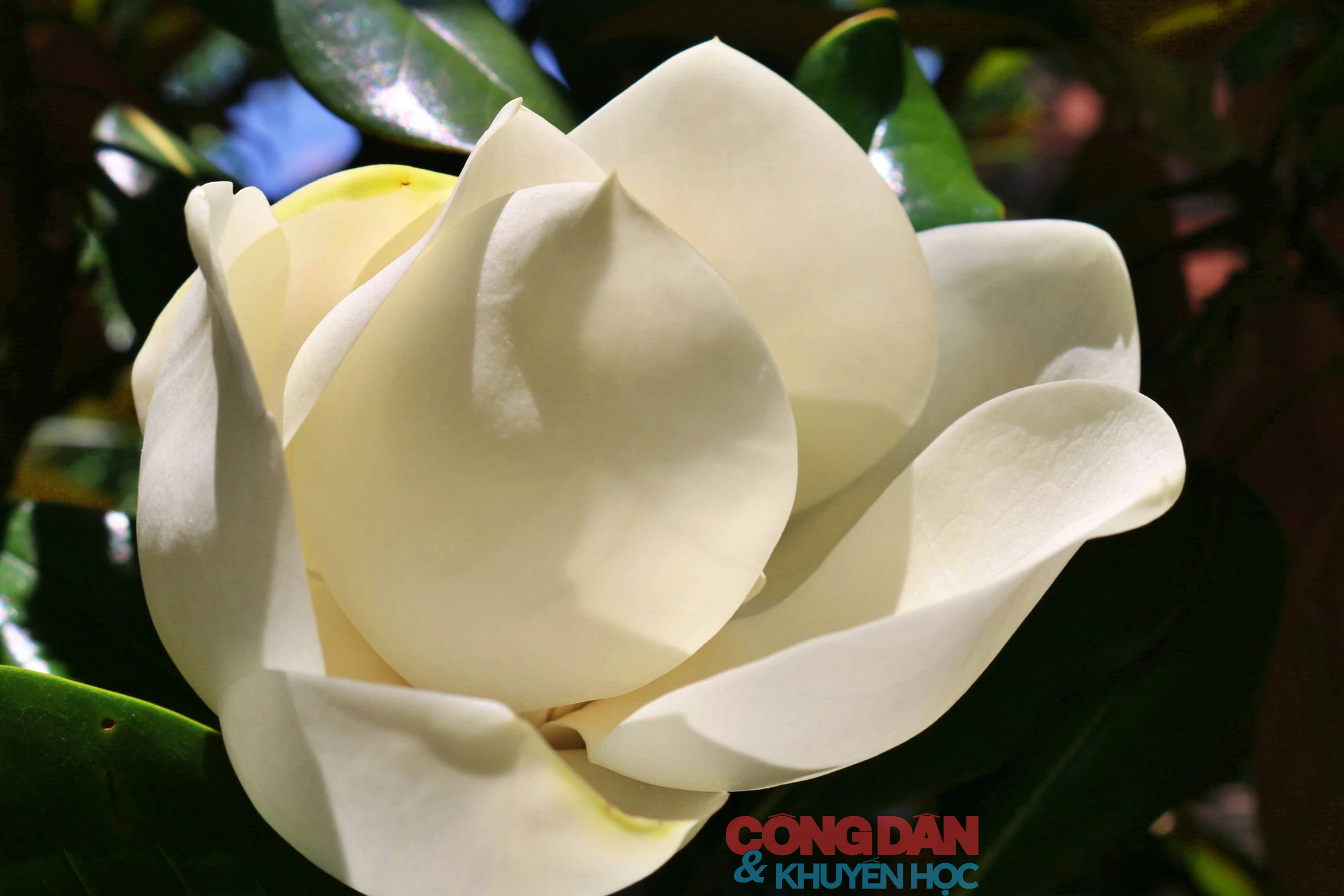 Chiêm ngưỡng sắc trắng tinh khiết hoa sen đất chùa Bối Khê  - Ảnh 8.