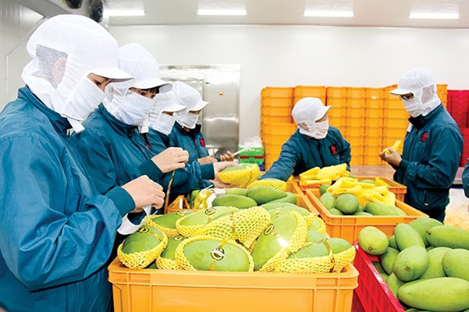 xuất khẩu trái cây