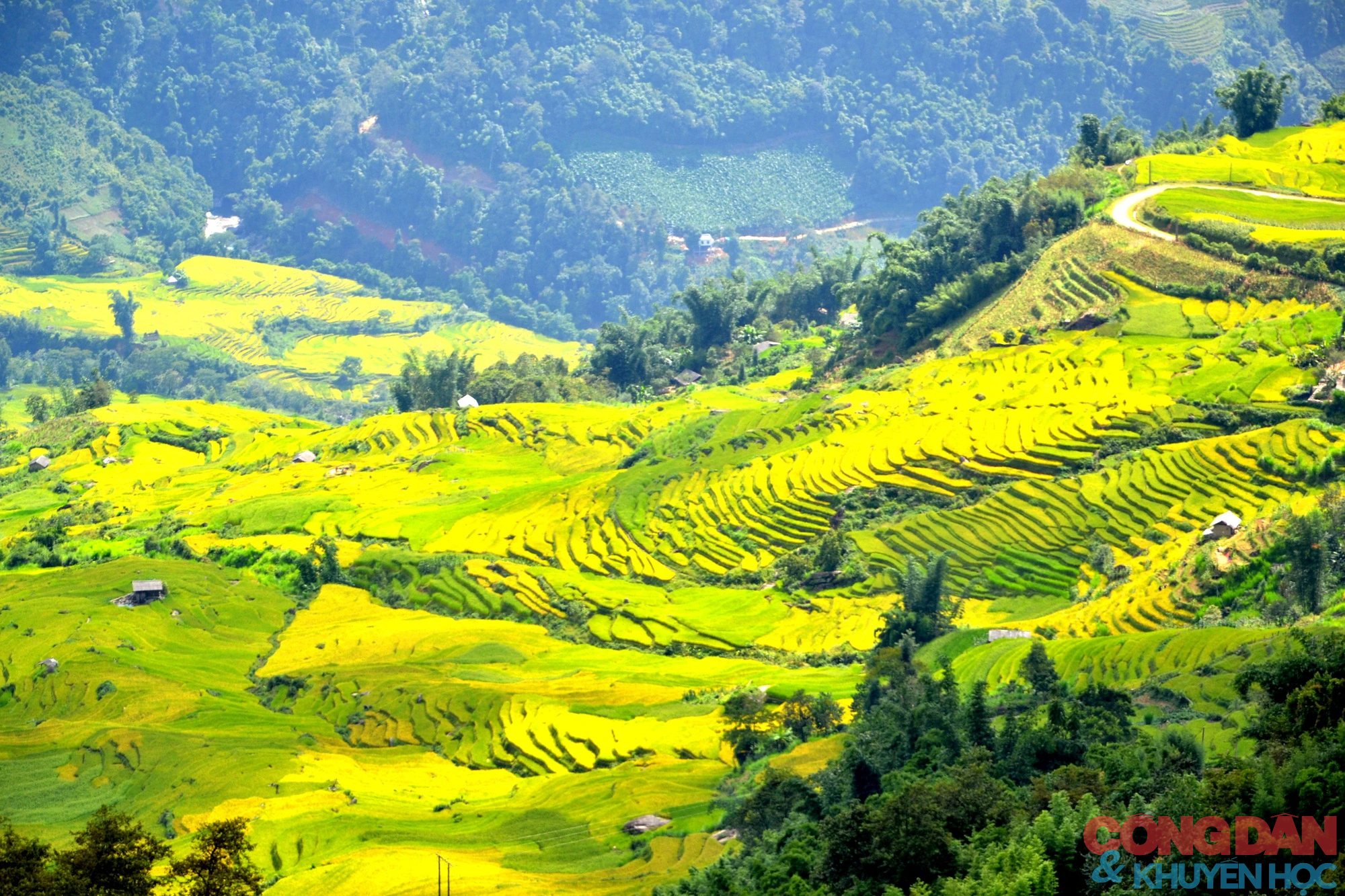 Mùa vàng đẹp mê trên núi cao Bát Xát, Lào Cai - Ảnh 1.
