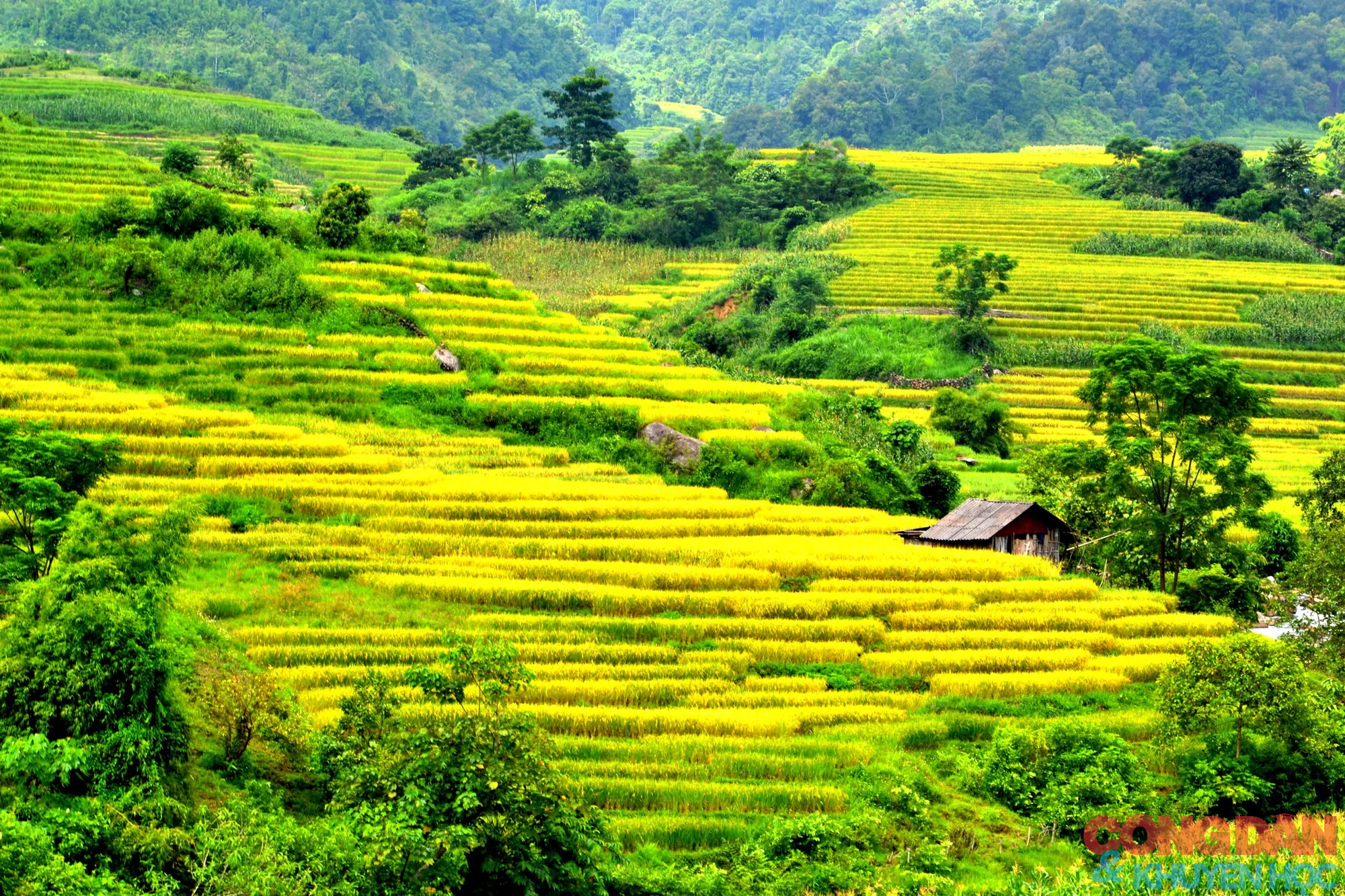 Mùa vàng đẹp mê trên núi cao Bát Xát, Lào Cai - Ảnh 4.