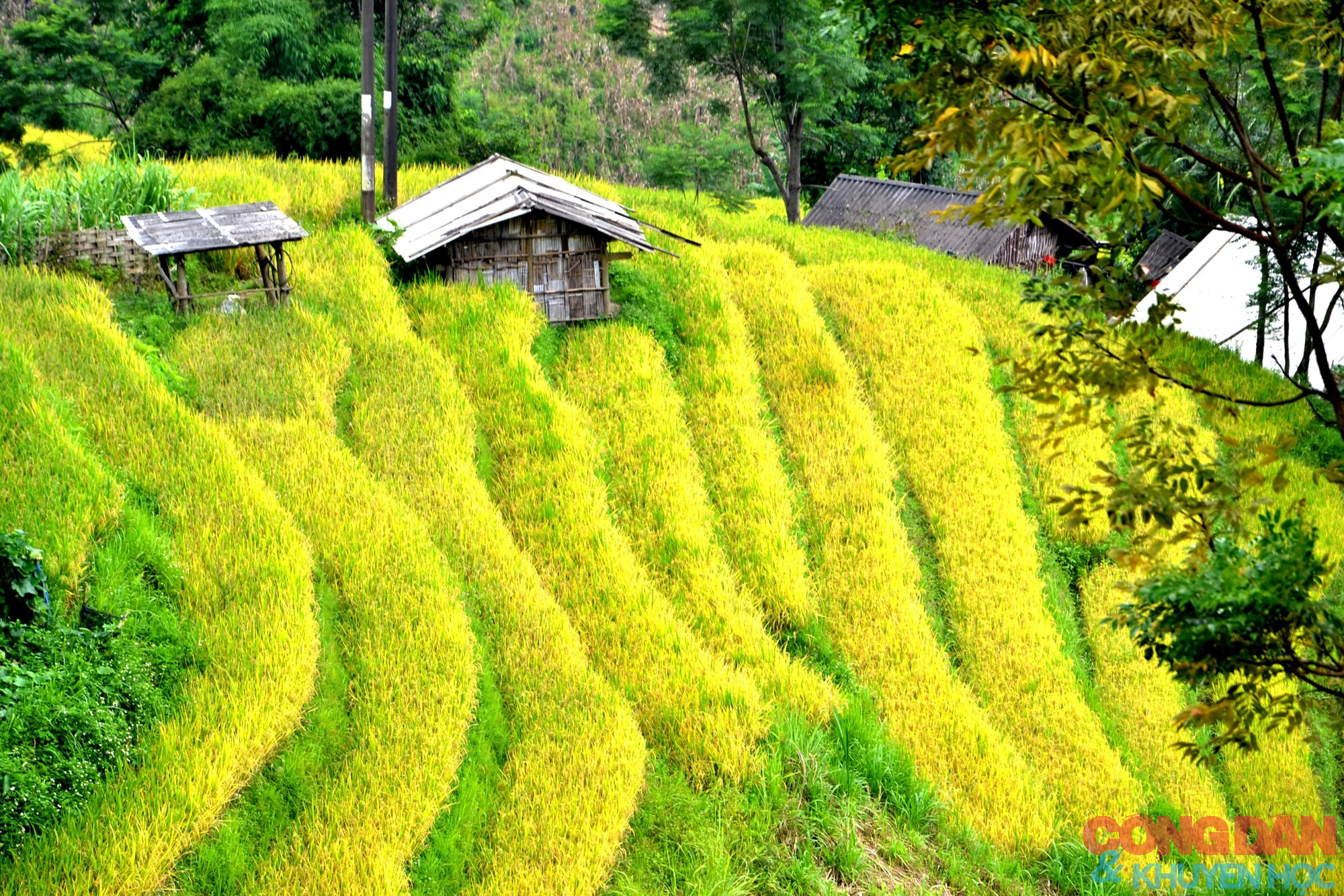 Mùa vàng đẹp mê trên núi cao Bát Xát, Lào Cai - Ảnh 10.