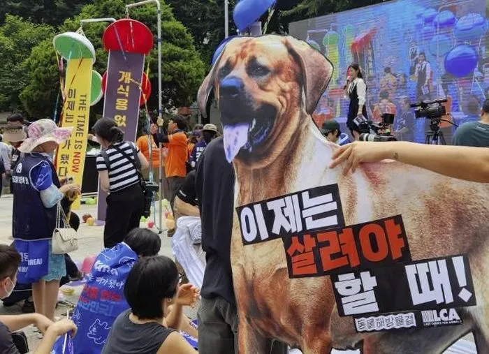 Lý do Hàn Quốc thông qua dự luật cấm sản xuất và buôn bán thịt chó- Ảnh 1.