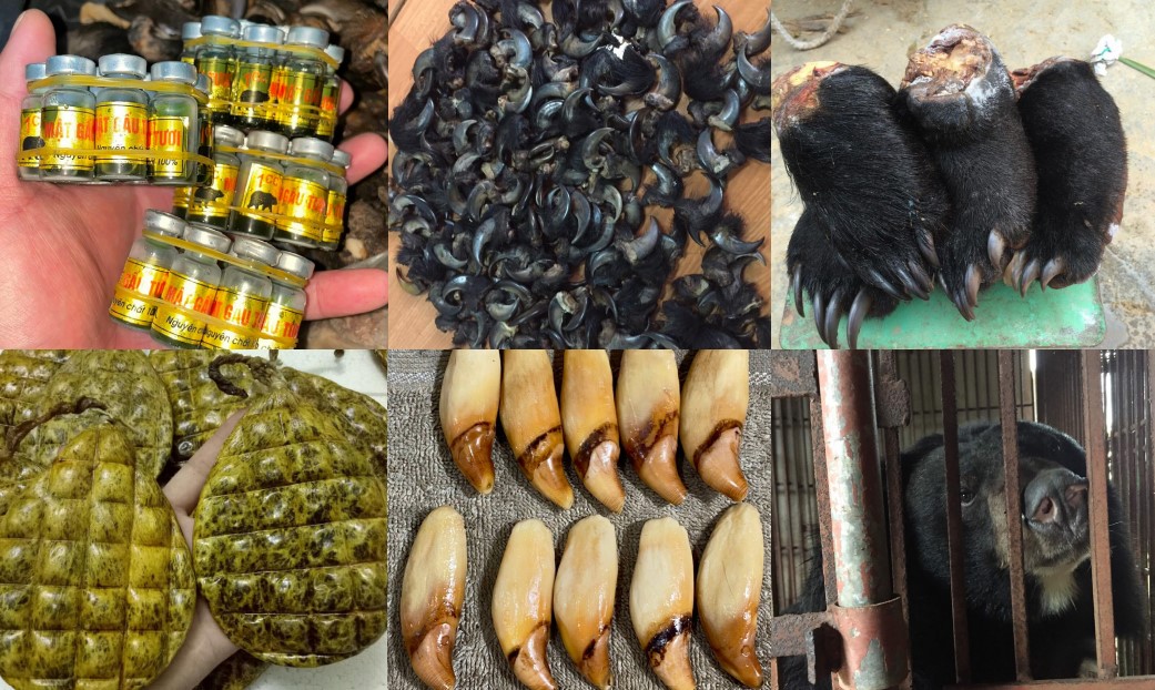 Hành trình chấm dứt nuôi gấu ở Việt Nam sắp cán đích