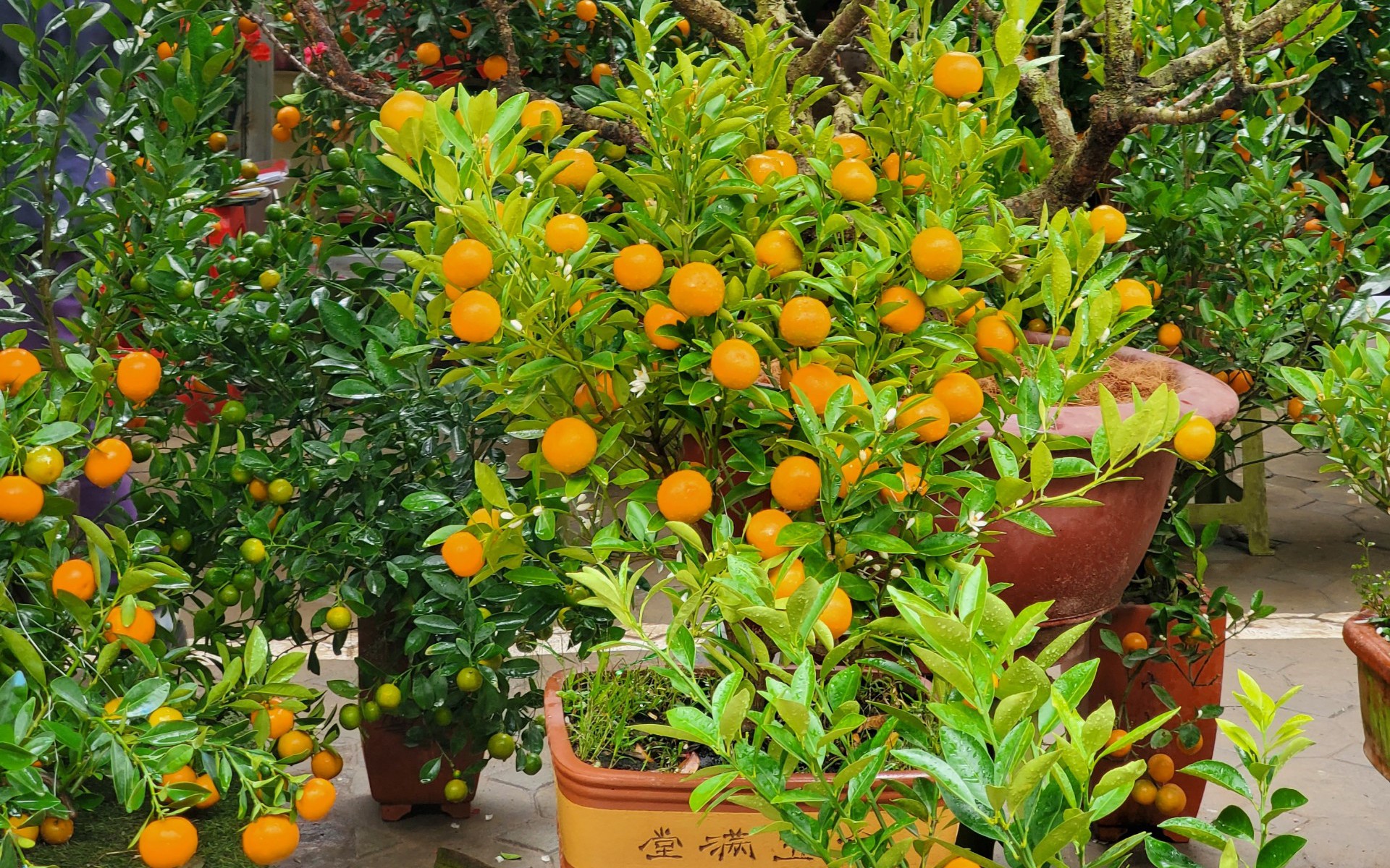 Quất ăn được, nhưng quất cảnh sau Tết có nên dùng làm thực phẩm? - Ảnh 1.