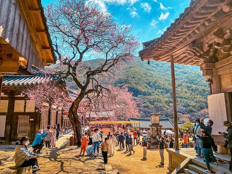 Du lịch Hàn Quốc với các trải nghiệm mùa xuân 2024 cuốn hút nhất- Ảnh 4.