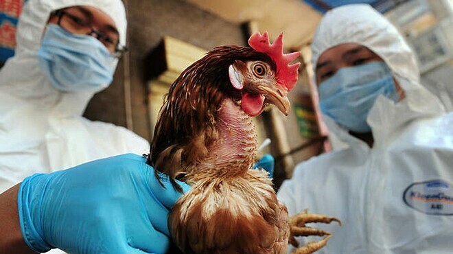 5 lý do virus cúm A/H5N1 trở thành “sát thủ” nguy hiểm - Ảnh 1.