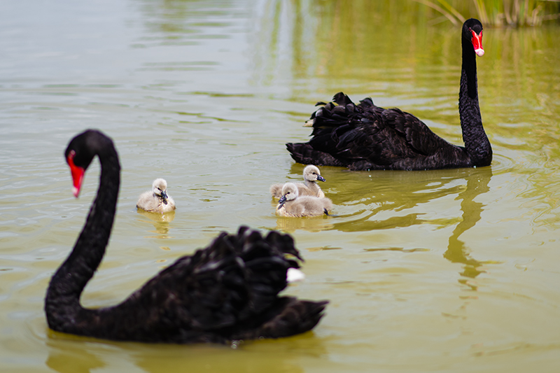 Thầm lặng những “bảo mẫu lênh đênh ngày đêm” cùng động vật hoang dã ở River Safari- Ảnh 10.