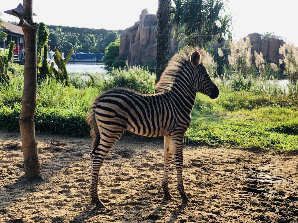 Thầm lặng những “bảo mẫu lênh đênh ngày đêm” cùng động vật hoang dã ở River Safari- Ảnh 8.