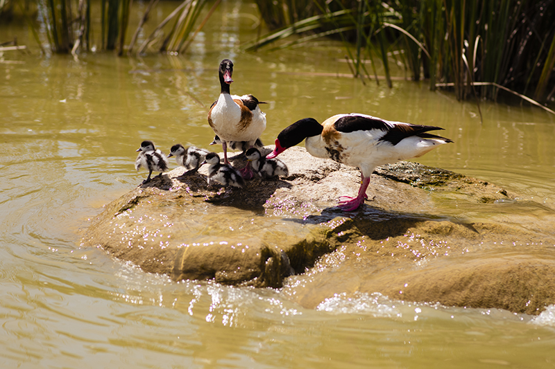 Thầm lặng những “bảo mẫu lênh đênh ngày đêm” cùng động vật hoang dã ở River Safari- Ảnh 9.