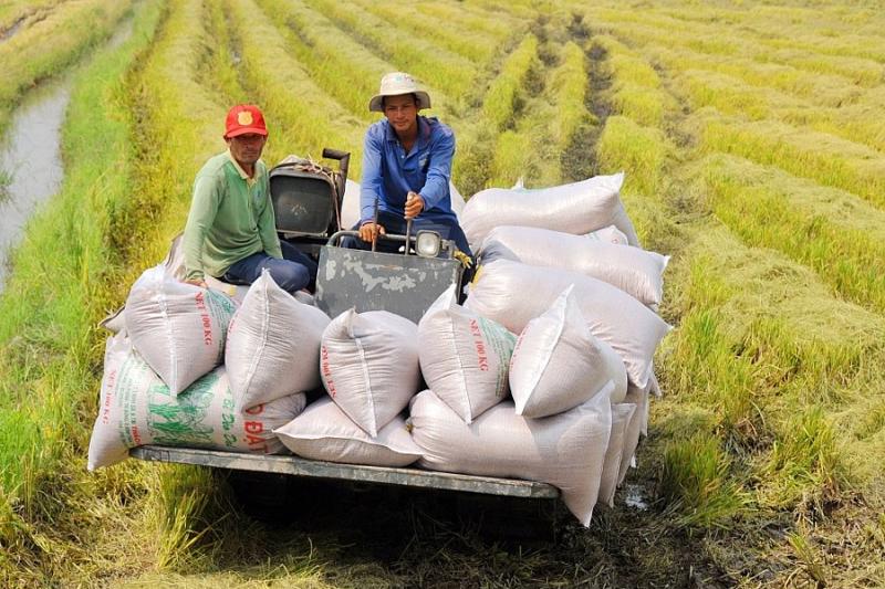 xuất khẩu gạo Việt