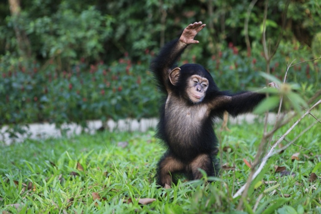 A chimpanzee standing on grass  Description automatically generated