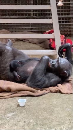 A gorilla lying on a blanket  Description automatically generated