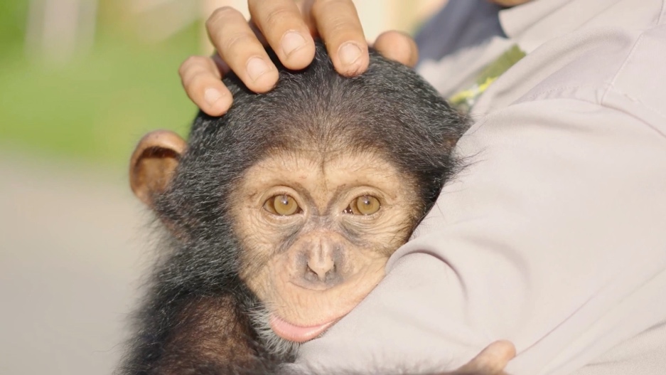 A person holding a baby monkey  Description automatically generated