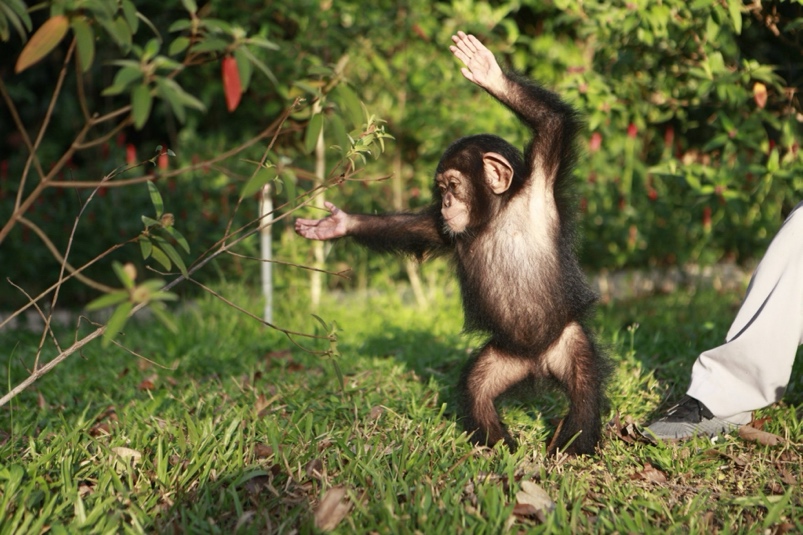 A baby monkey standing on grass  Description automatically generated