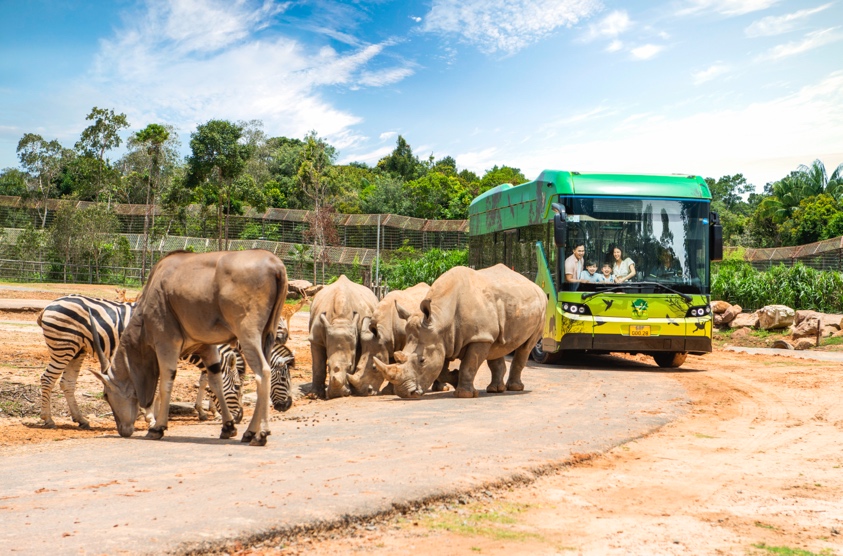 A group of rhinoceros and a bus  Description automatically generated