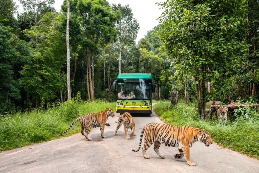 A group of tigers crossing a road  Description automatically generated